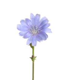 Photo of Beautiful chicory plant with light blue flower isolated on white