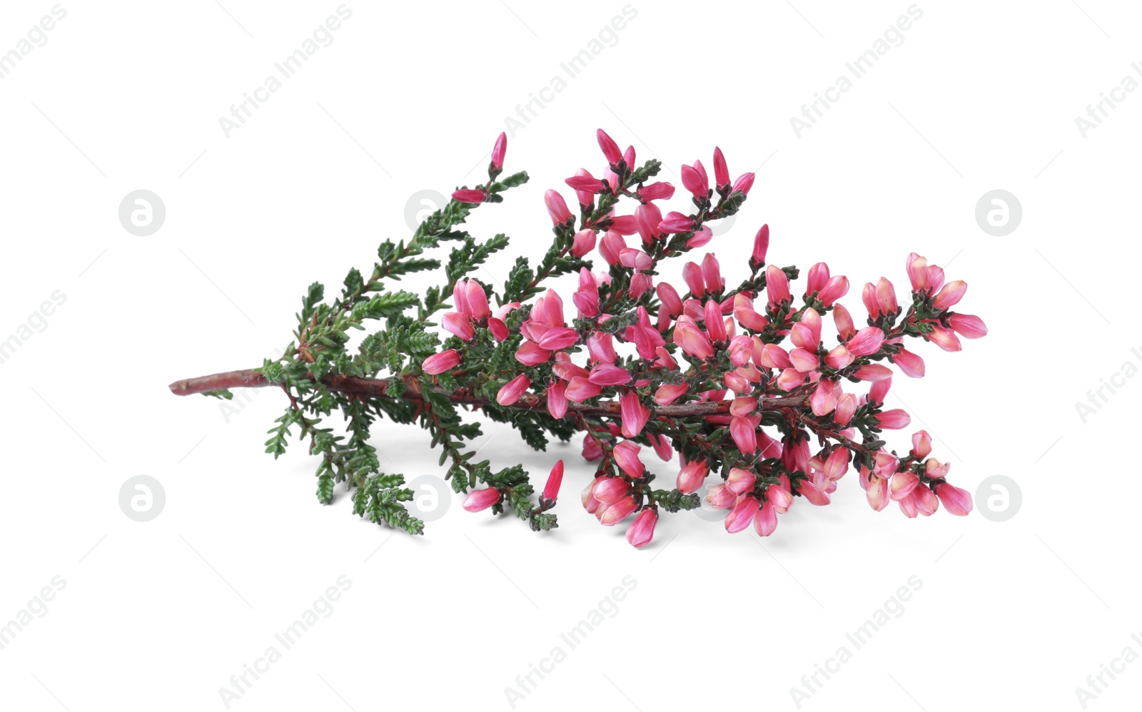 Photo of Branch of heather with beautiful flowers isolated on white