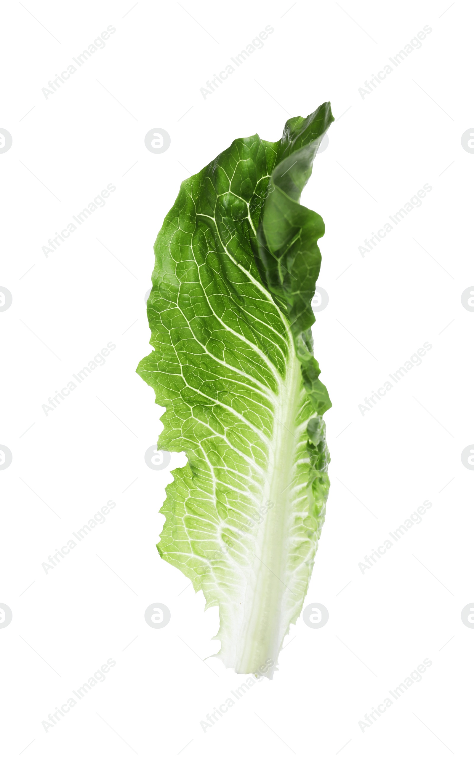 Photo of Fresh leaf of green romaine lettuce isolated on white