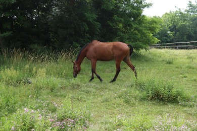 Beautiful horse grazing on green grass in paddock outdoors