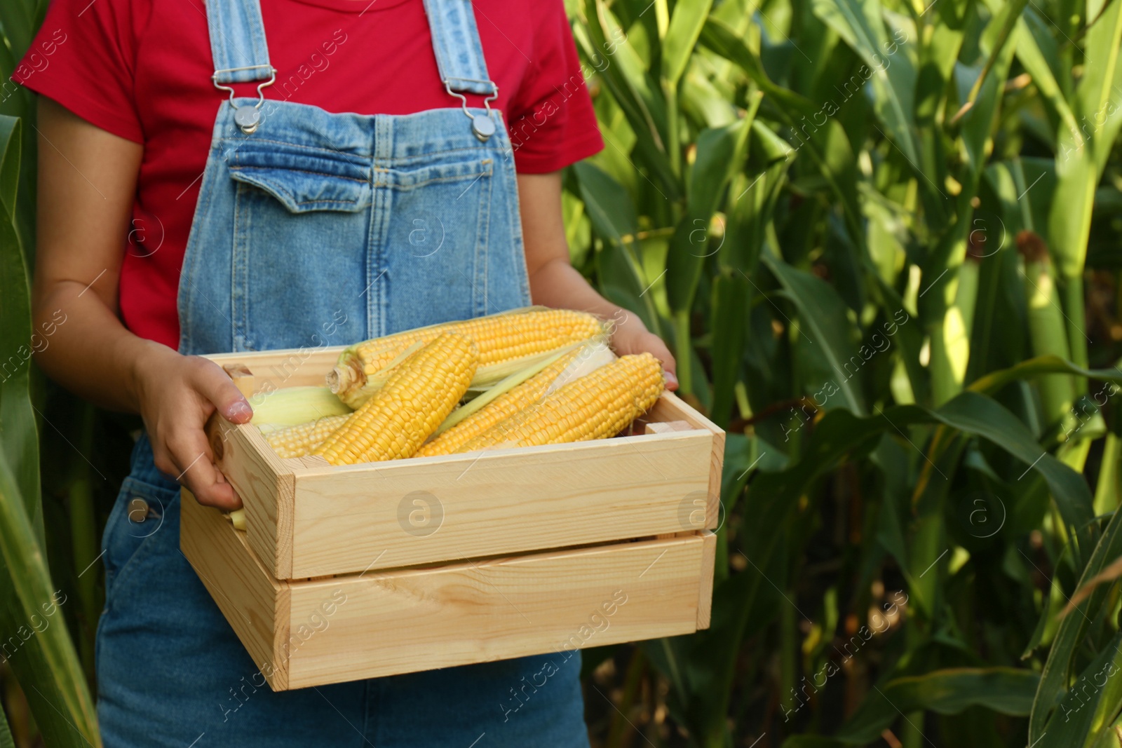 Photo of Woman with wooden crate of fresh ripe corn on field, closeup