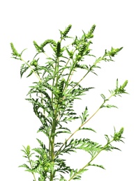 Blooming ragweed plant (Ambrosia genus) on white background. Seasonal allergy