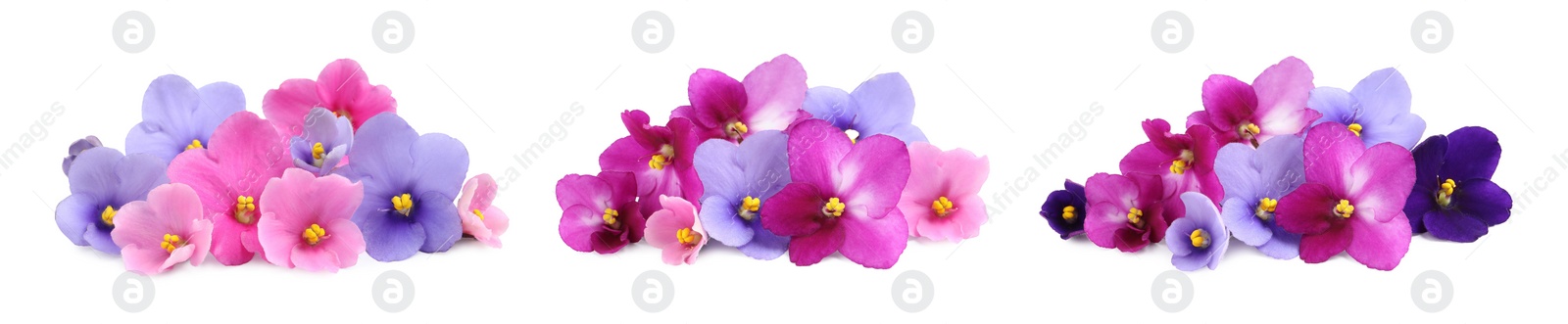 Image of Set with beautiful violet flowers on white background. Banner design