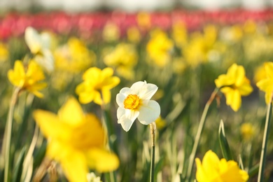 Photo of Field with fresh beautiful narcissus flowers on sunny day, selective focus