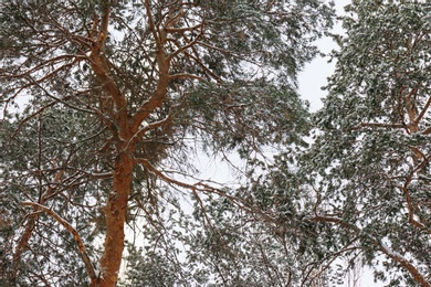 Photo of Coniferous trees covered with fresh snow on cold winter day