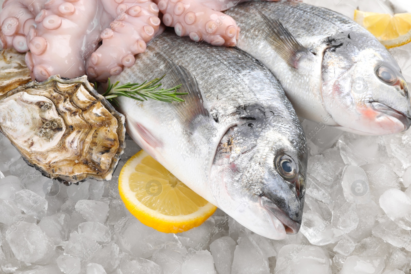 Photo of Fresh dorado fish, octopus and oyster on ice, closeup