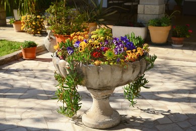 Photo of Garden bed with beautiful flowers outdoors on sunny day