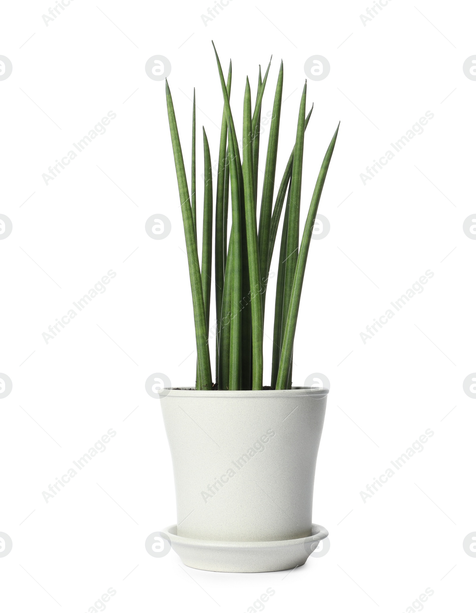 Photo of Pot with Sansevieria plant isolated on white. Home decor