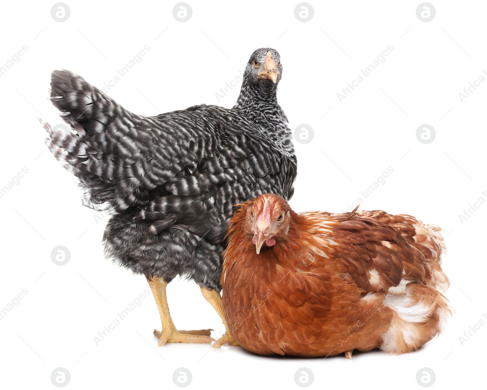 Photo of Two different beautiful chickens on white background. Domestic animals