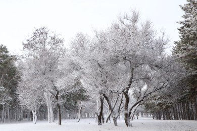 Photo of Picturesque view of beautiful forest covered with snow