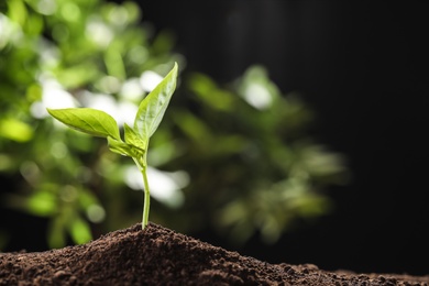 Young seedling in soil on blurred background, space for text