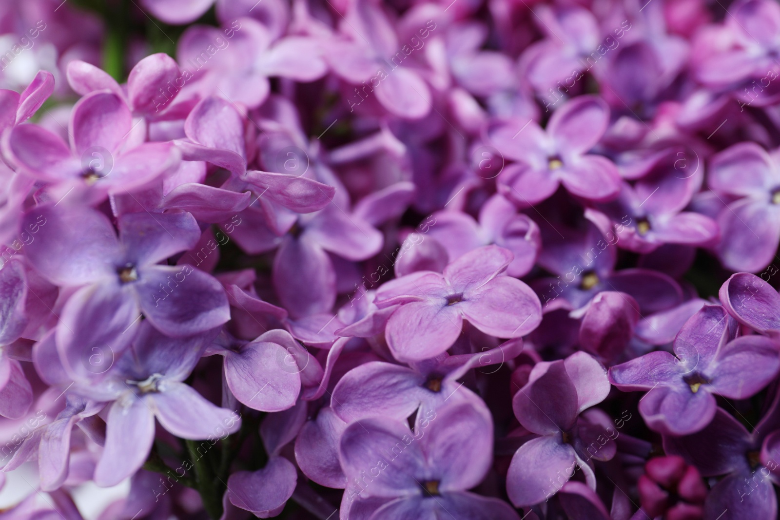 Photo of Closeup view of beautiful blossoming lilac as background