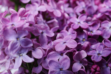 Photo of Closeup view of beautiful blossoming lilac as background