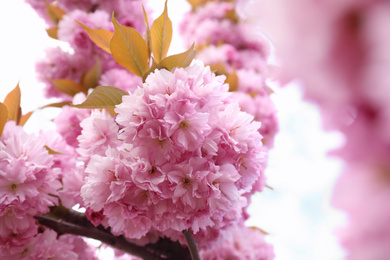 Closeup view of blossoming pink sakura tree outdoors