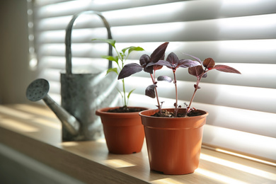 Photo of Red basil seedlings in flowerpot on window sill indoors