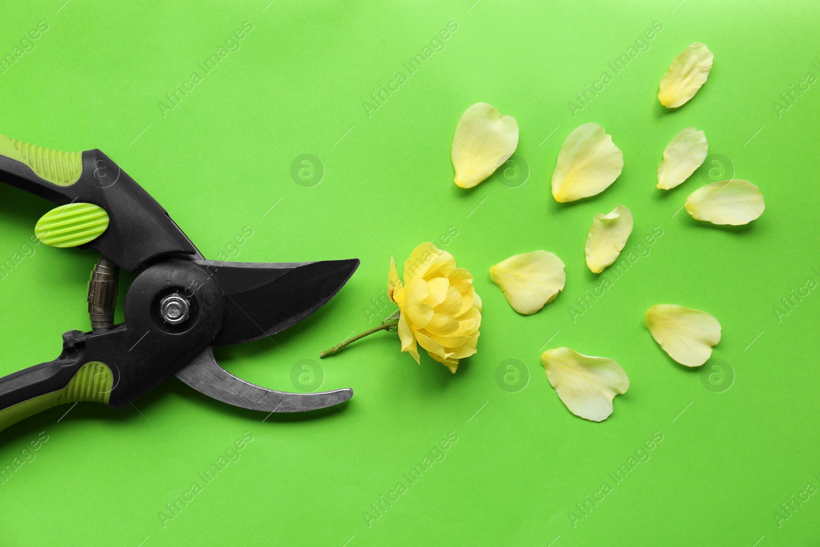 Photo of Secateur, beautiful yellow rose and petals on green background, flat lay