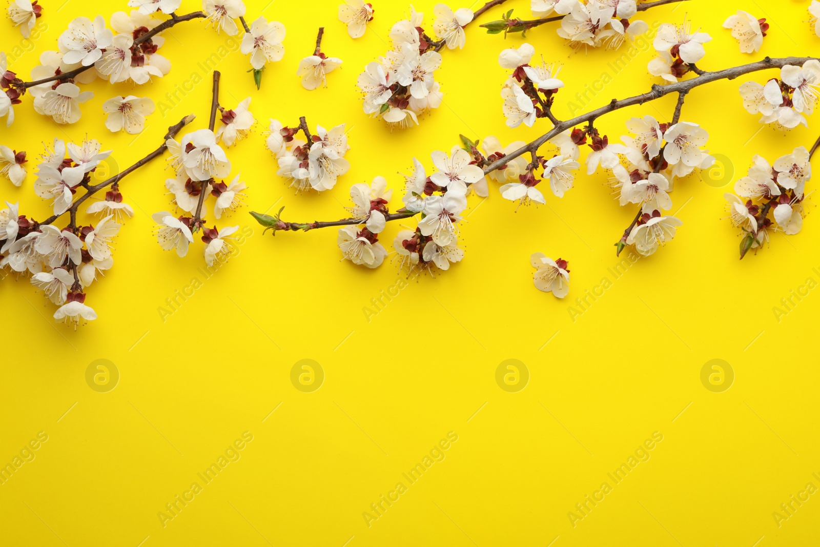 Photo of Beautiful fresh spring flowers on color background, top view with space for text