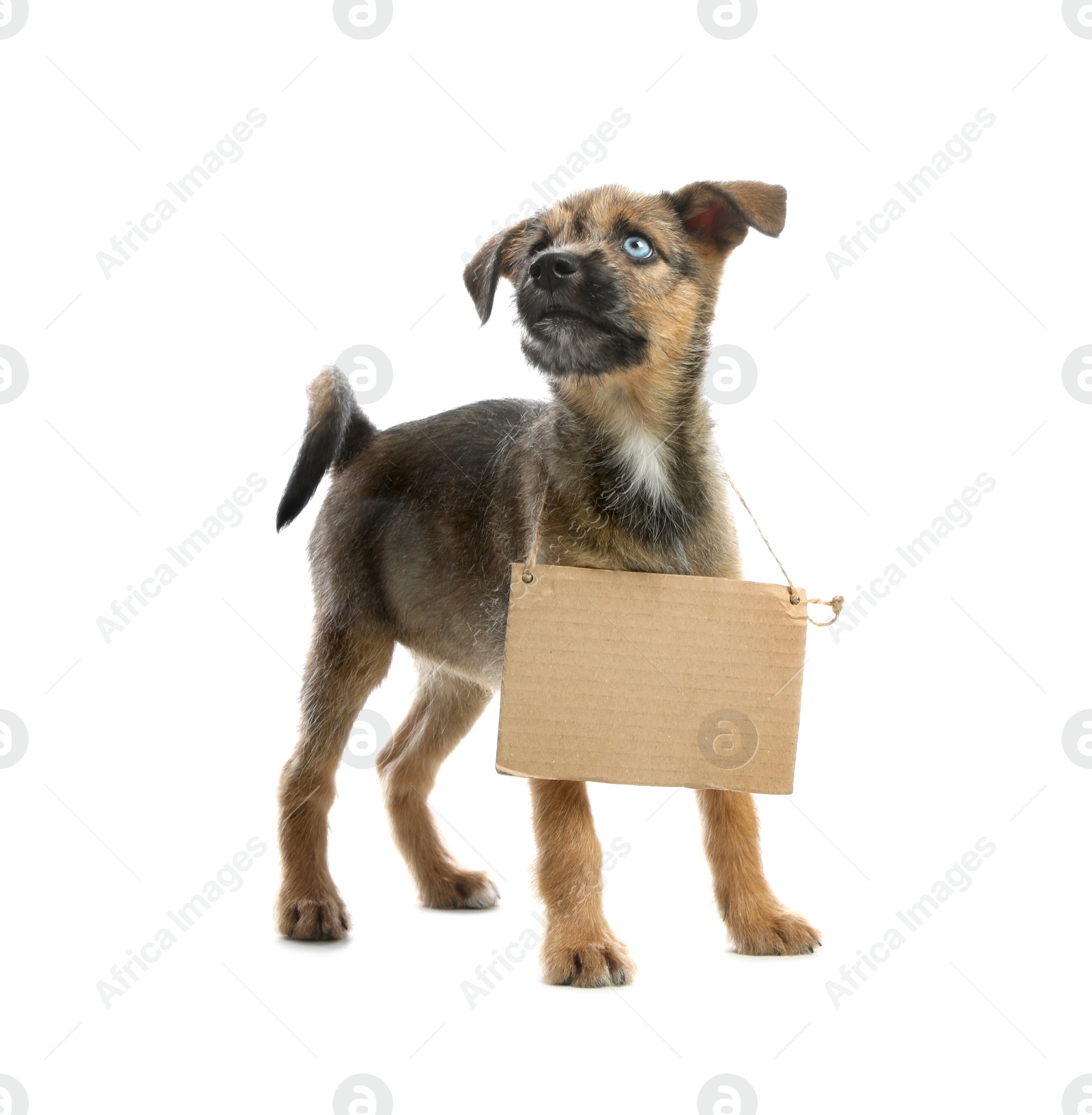 Photo of Cute little dog with blank cardboard sign on white background. Homeless pet