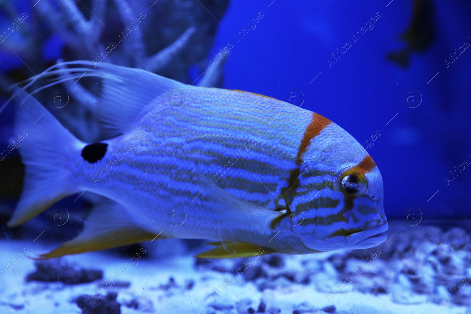 Photo of Beautiful angelfish swimming in clear toned blue aquarium