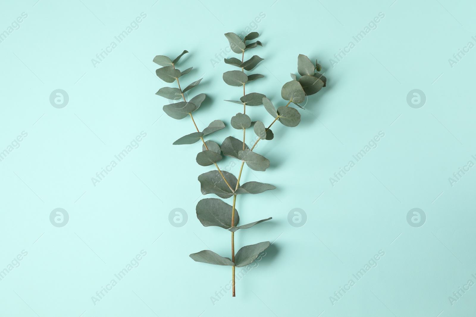 Photo of Eucalyptus branch with fresh green leaves on turquoise background, top view