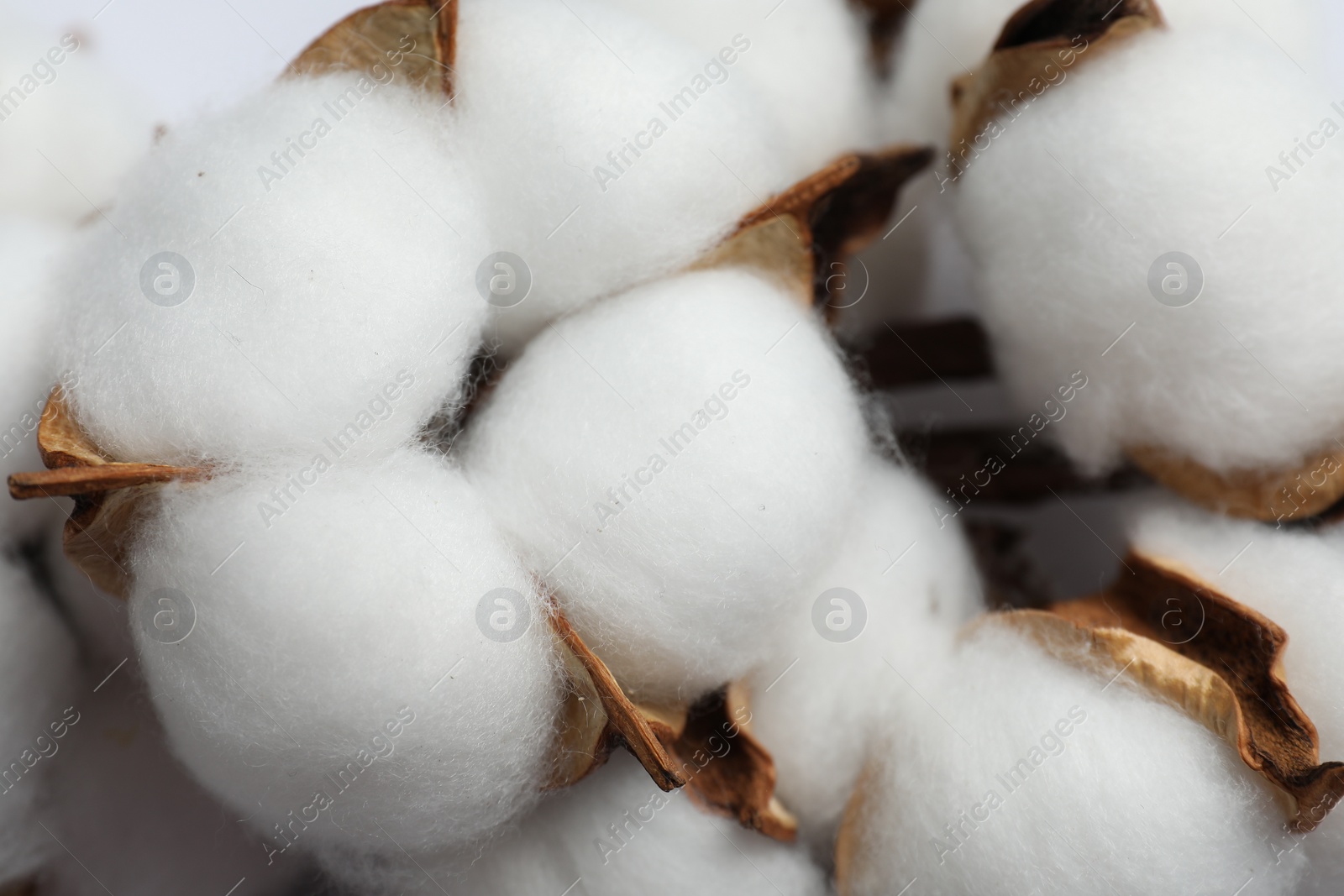 Photo of Fluffy cotton flowers on white background, closeup