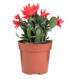 Photo of Beautiful red Schlumbergera (Christmas or Thanksgiving cactus) isolated on white