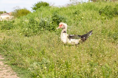 Photo of One Muscovy duck on green lawn. Rural life