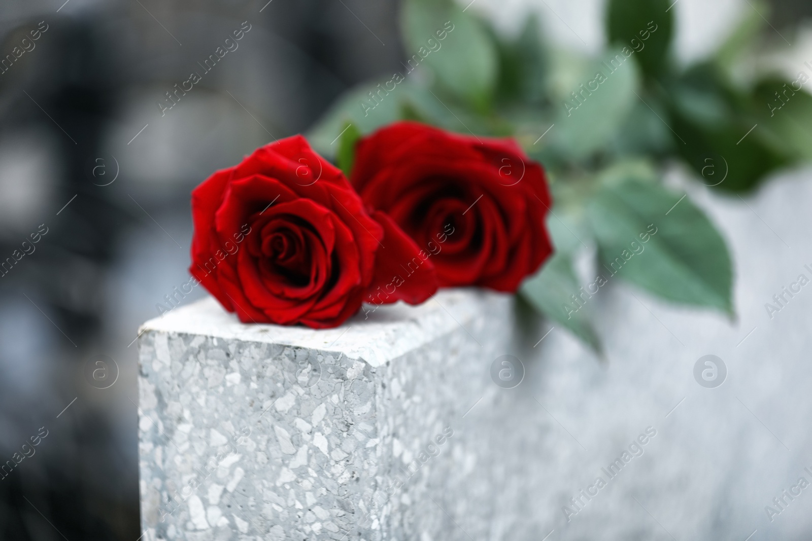 Photo of Red roses on light grey tombstone outdoors, closeup. Funeral ceremony