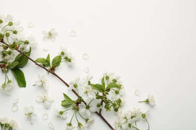 Photo of Spring tree branch with beautiful blossoms and petals on white background, flat lay. Space for text