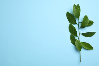 Photo of Branch of tropical citrus plant with leaves on color background, top view. Space for text