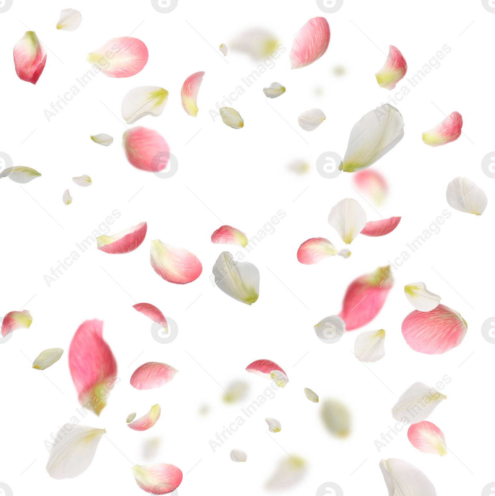 Image of Beautiful tender petals flying on white background