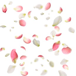 Image of Beautiful tender petals flying on white background