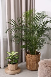 Photo of Beautiful potted plants near window with curtains in stylish room