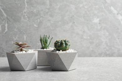 Photo of Beautiful succulent plants in stylish flowerpots on table against grey background, space for text. Home decor