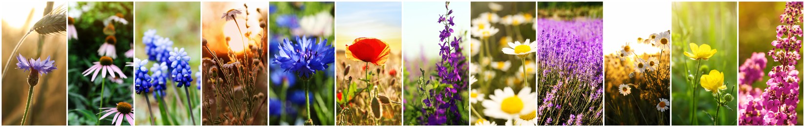 Image of Collage with photos of different beautiful wild flowers