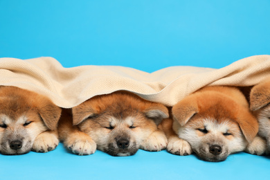 Cute Akita Inu puppies covered with plaid on light blue background. Baby animals