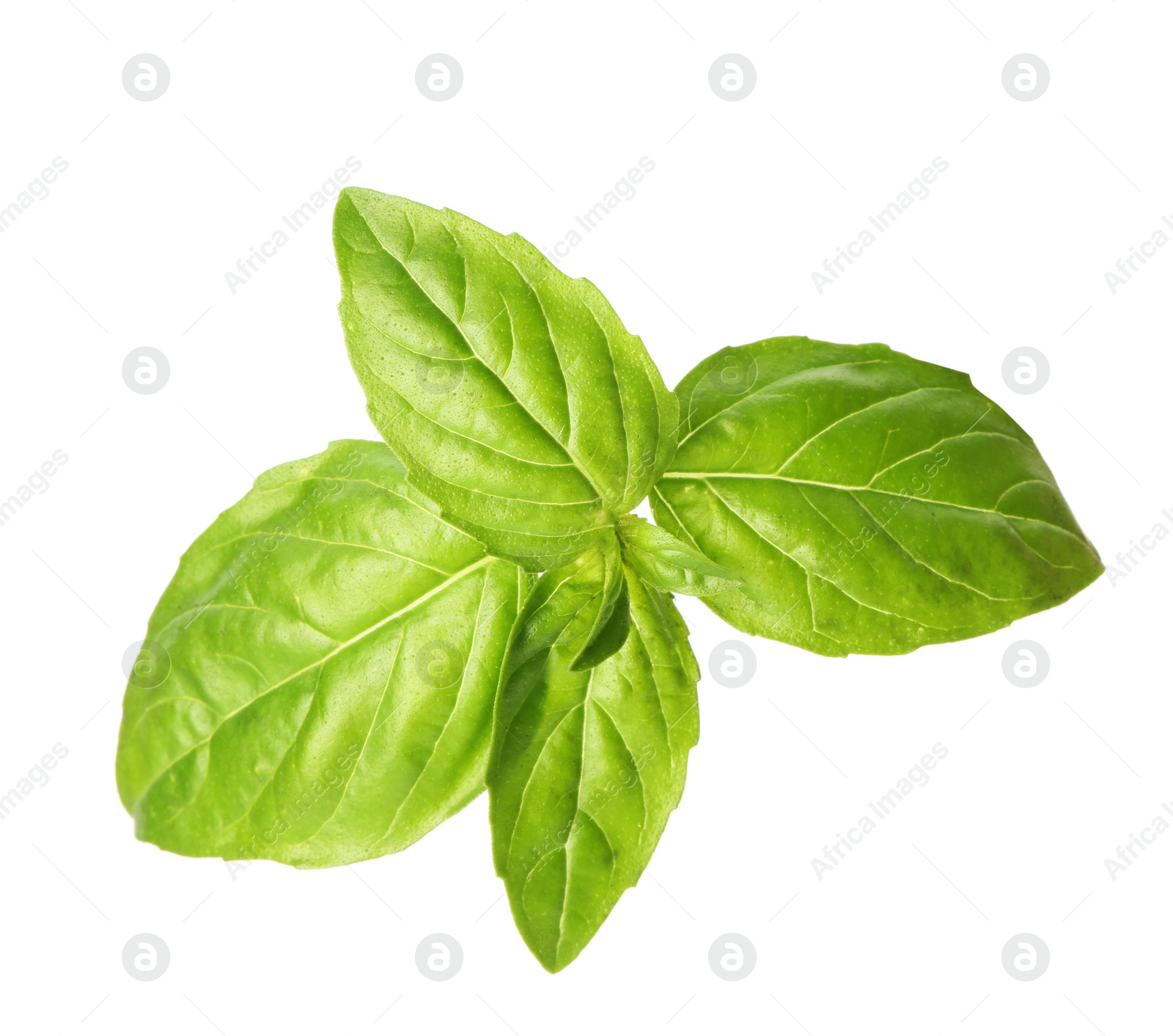 Photo of Fresh green basil leaves on white background