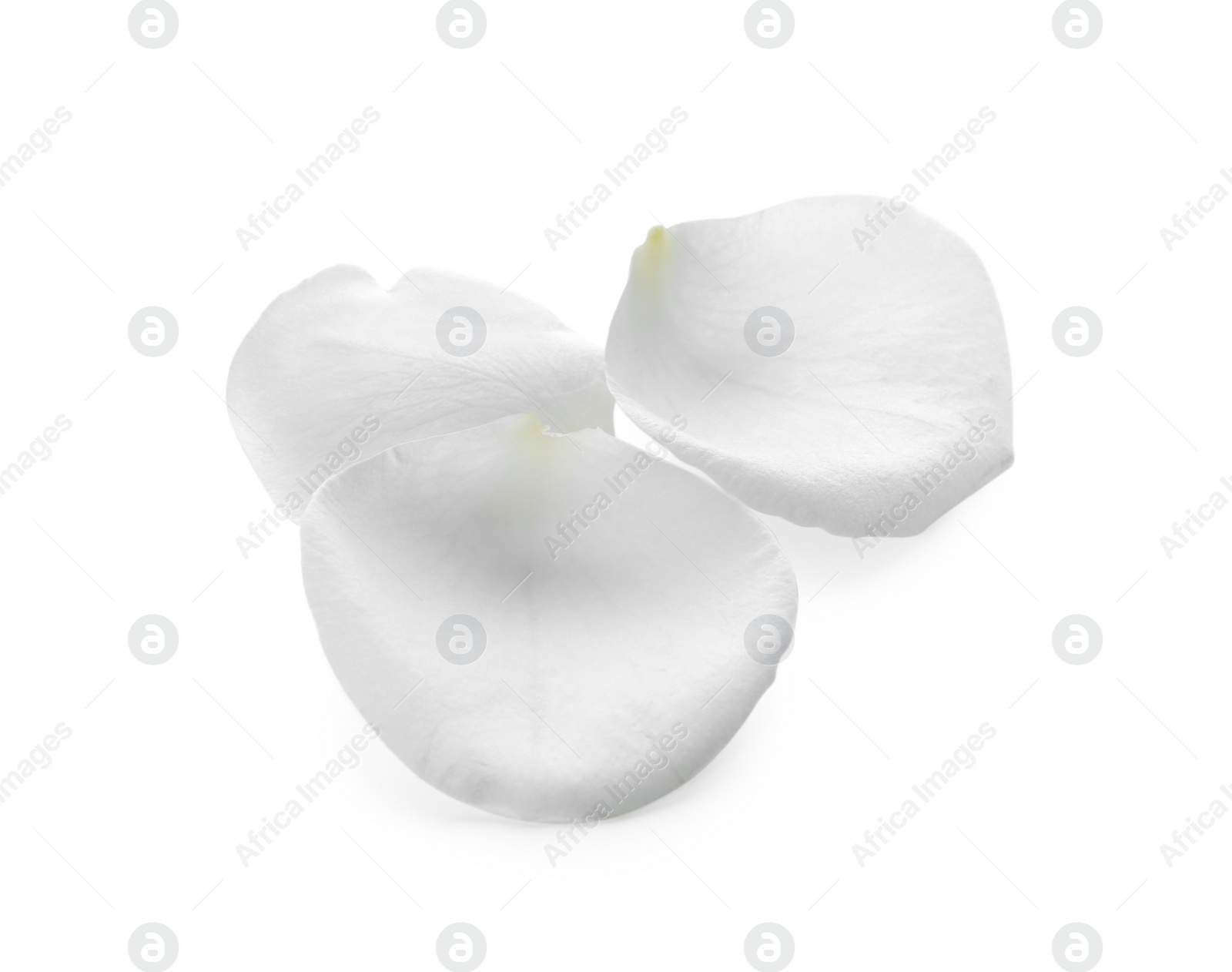 Photo of Beautiful rose flower petals on white background