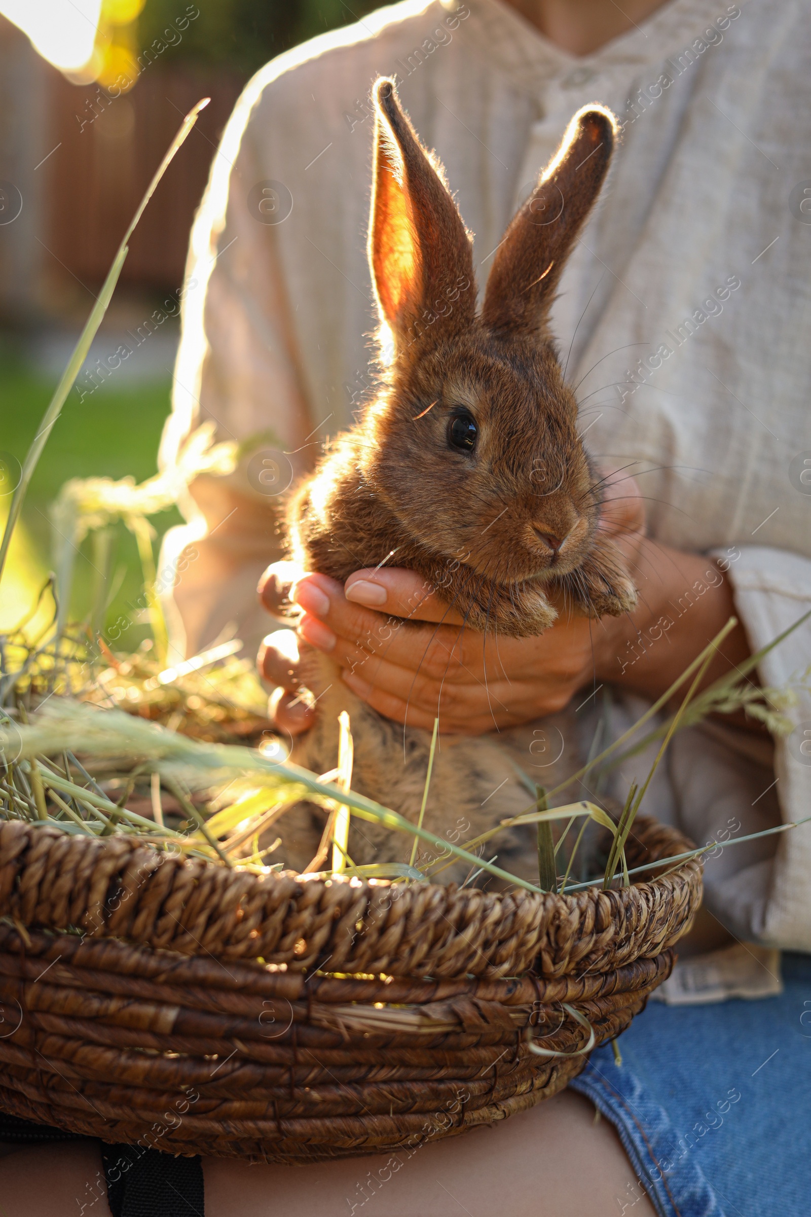 Photo of Woman with cute rabbit outdoors on sunny day, closeup