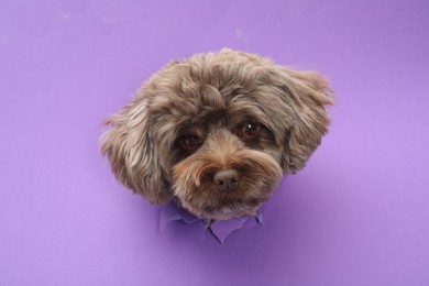 Cute Maltipoo dog peeking out of hole in violet paper. Lovely pet