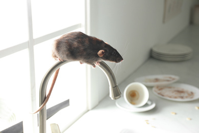 Photo of Rat on faucet in messy kitchen. Pest control