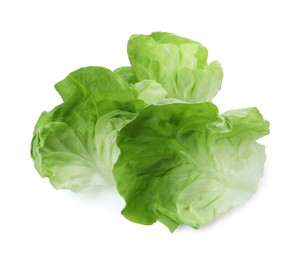Fresh leaves of green butter lettuce isolated on white