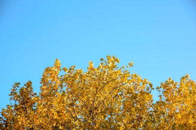 Photo of Beautiful autumn tree with bright leaves against sky. Space for text
