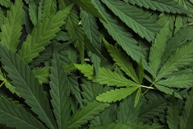 Photo of Heap of fresh green hemp leaves as background, top view