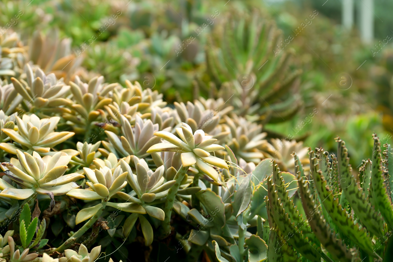 Photo of Beautiful succulents and cactus growing outdoors. Exotic plants
