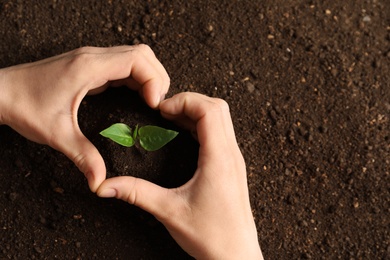 Woman making heart with her hands and young seedling on soil, top view. Space for text