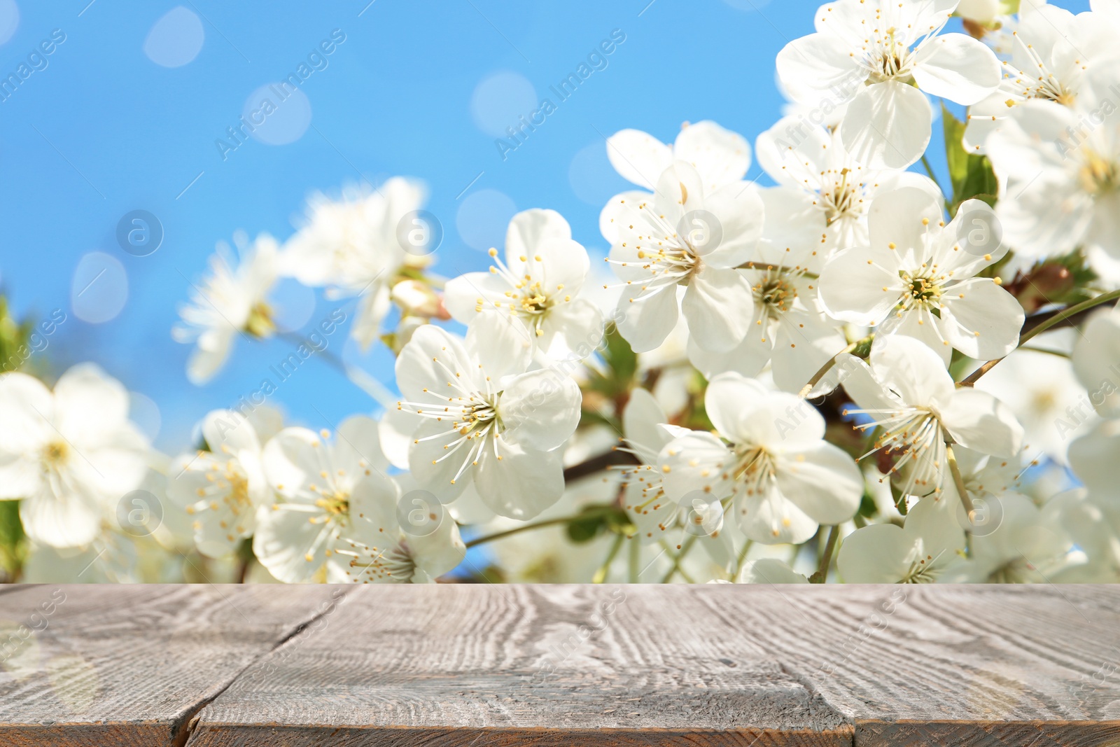 Image of Wooden table and beautiful cherry tree. Springtime