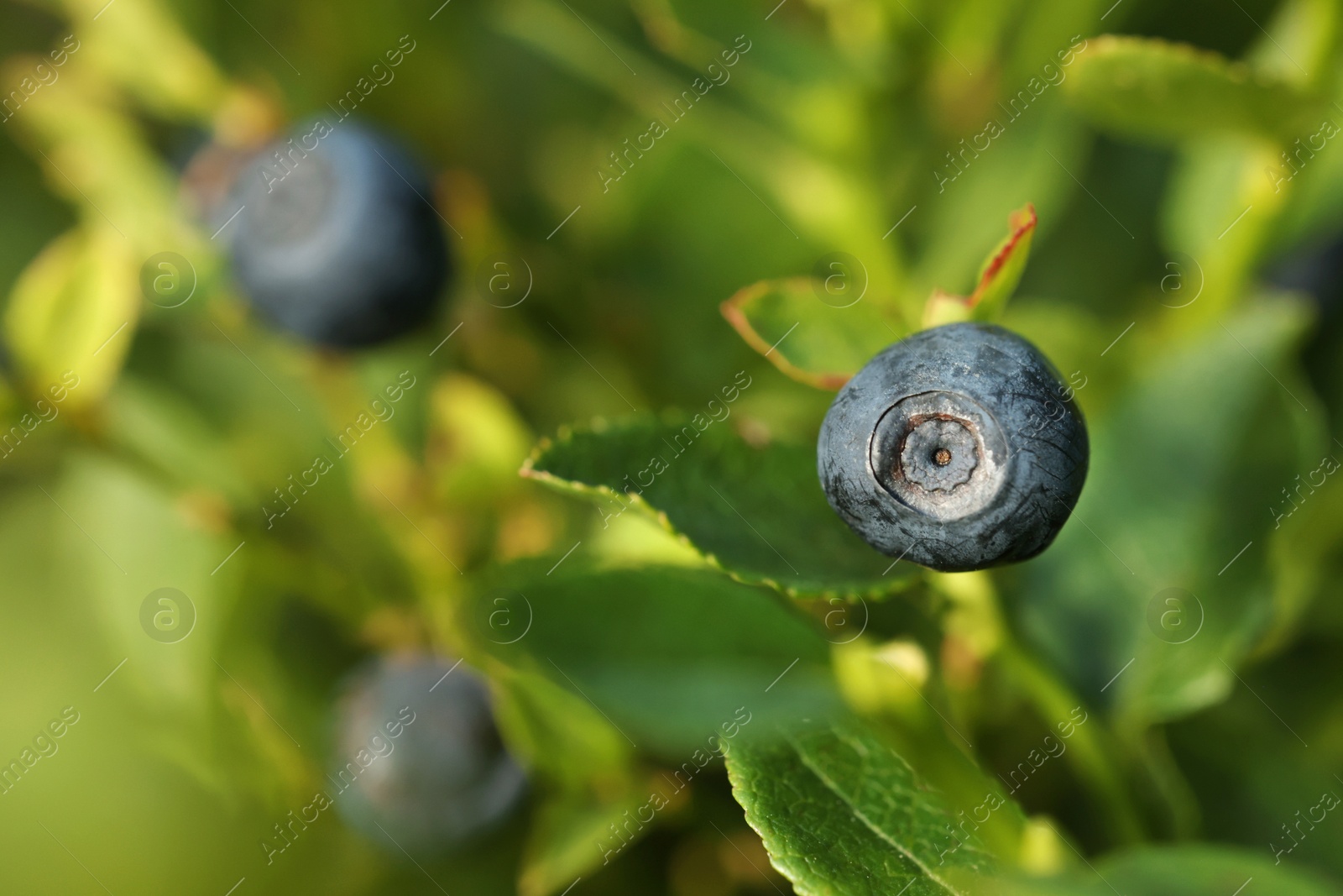 Photo of One bilberry growing in forest, closeup. Space for text