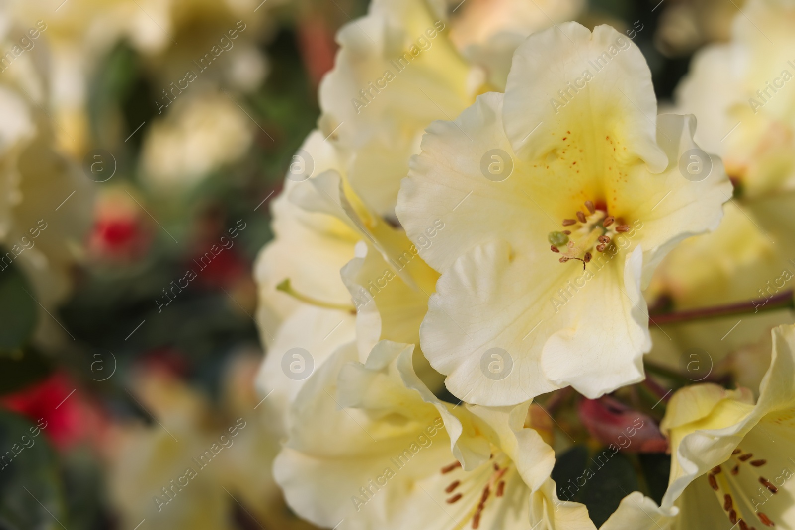 Photo of Rhododendron plant with beautiful white flowers outdoors, closeup view