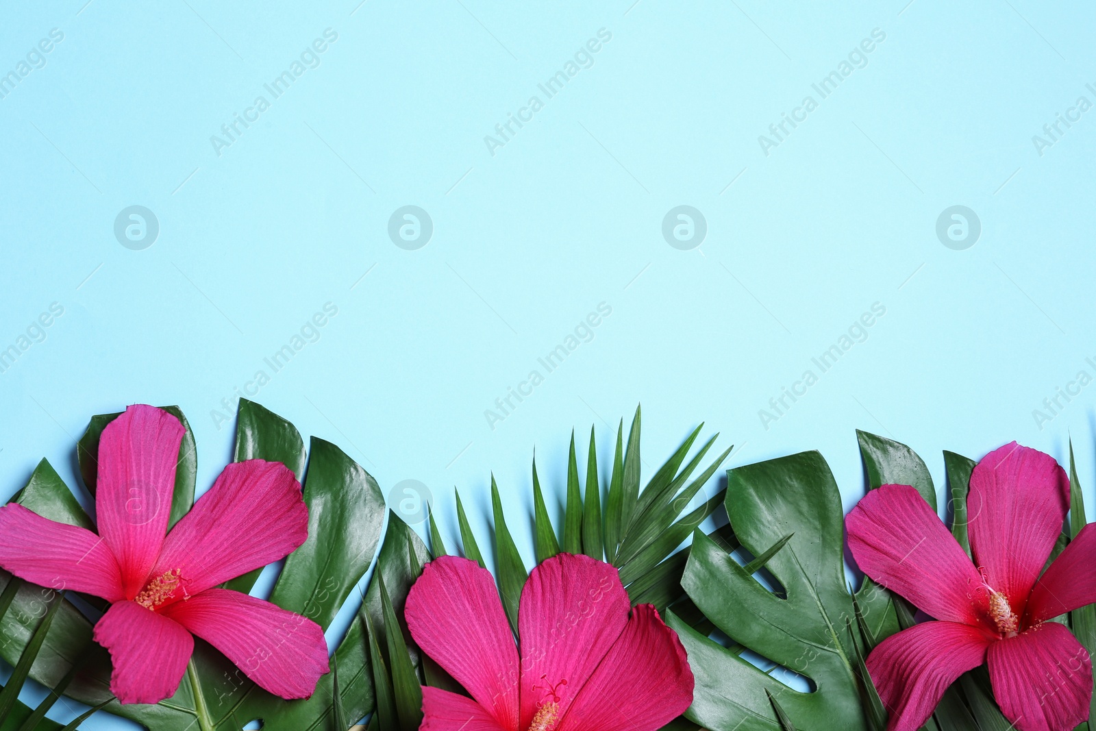 Photo of Flat lay composition with tropical leaves and Hibiscus flowers on blue background. Space for text